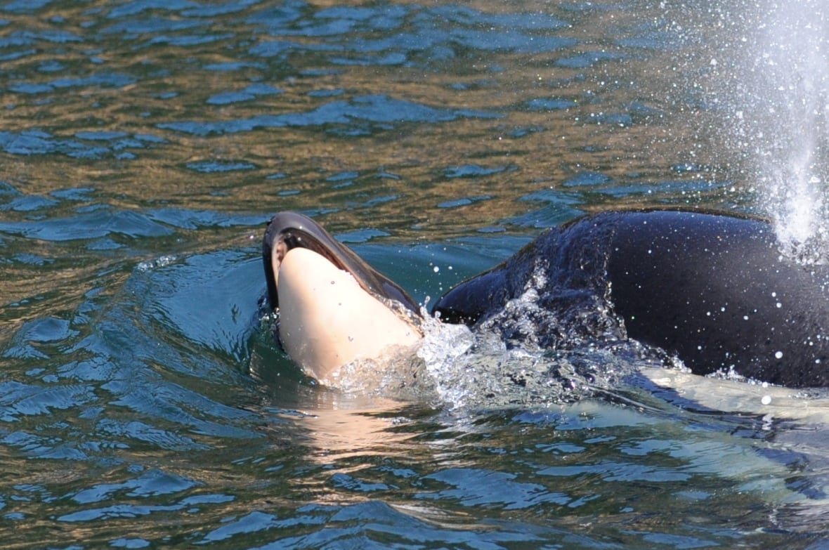 baby-whale A mother orca balancing her dead baby on her nose trying to keep it afloat.
