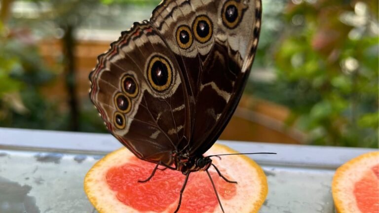 How Montrealâs Insectarium is using AI for research â and to make visits more interactive