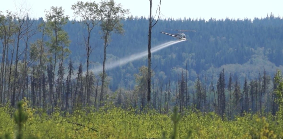 glyphosate-spraying A helicopter flying above a forest spraying a liquid