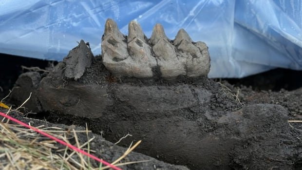 Mastodon teeth found in couple’s backyard may shed light on New York’s Ice Age