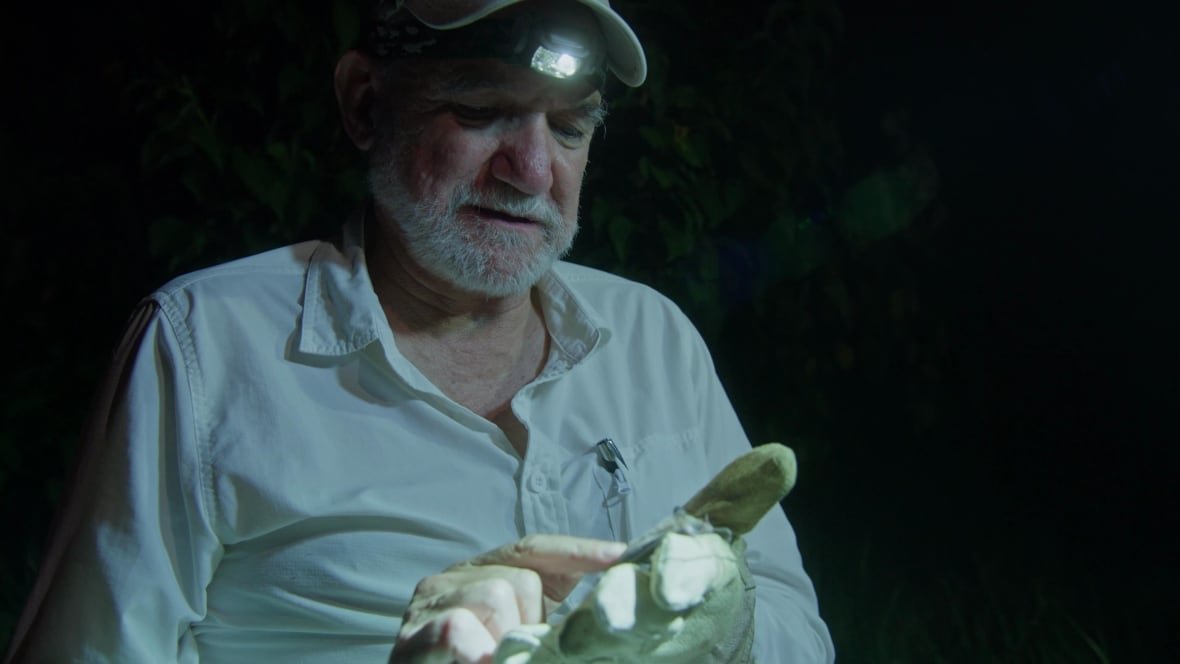 An older man with a white beard, wearing a baseball cap and headlamp, holds a small bat in his gloved hand.