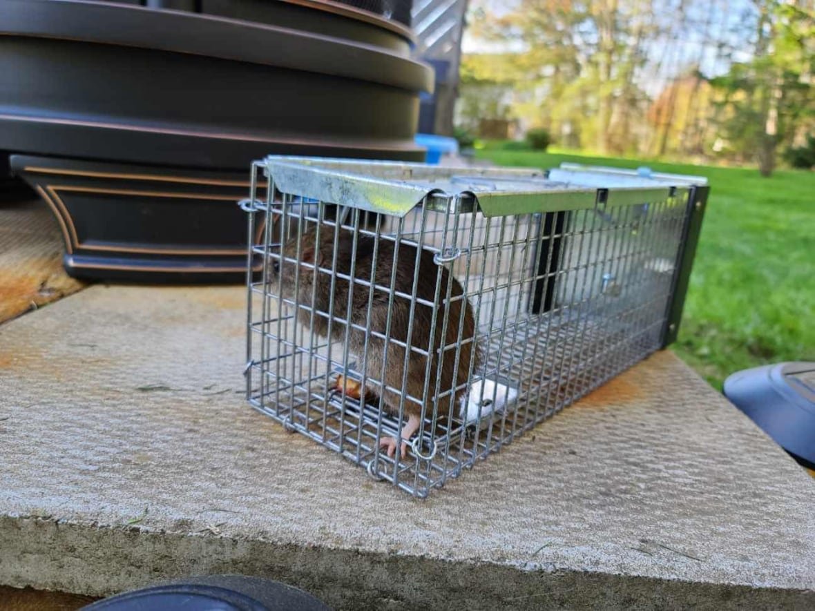 rat-in-cage A rat caught in a wire trap