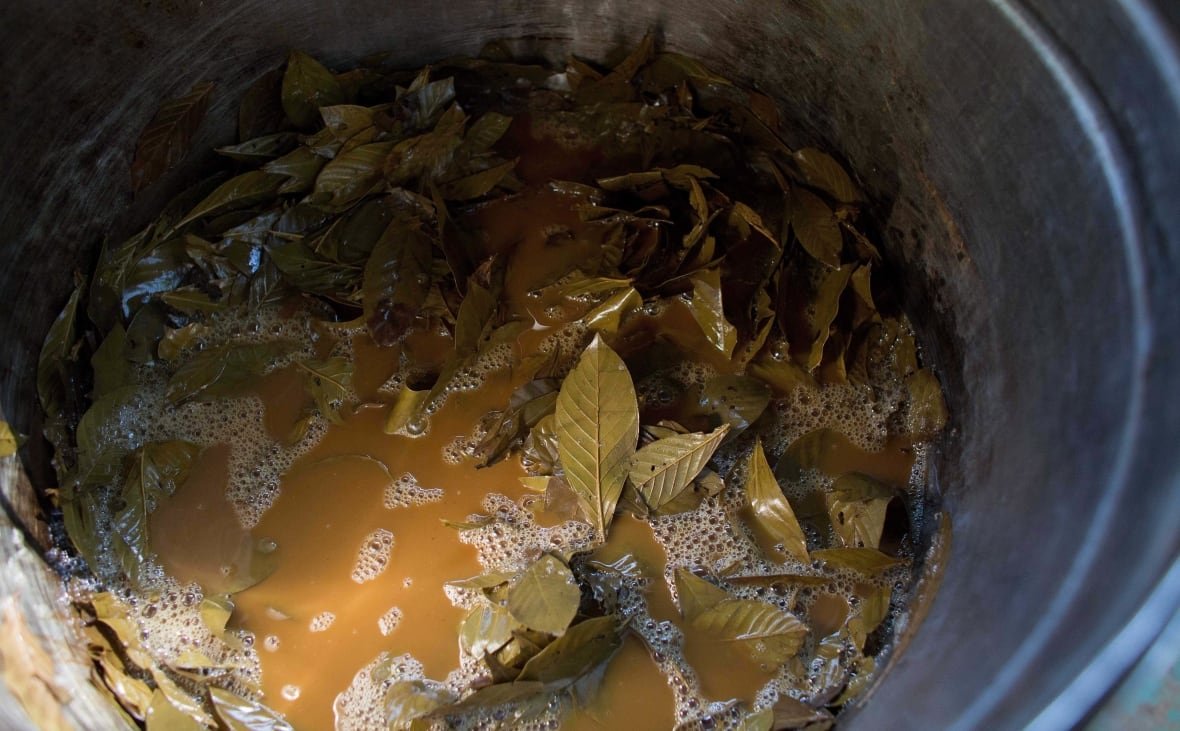 brazil-ayahuasca-photo-gallery Leaves and a liquid are shown in a bucket.