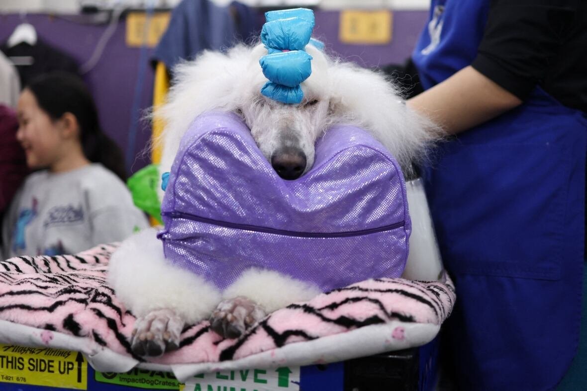 2198228940 A Standard Poodle is being groomed, with its head propped up by a pillow.