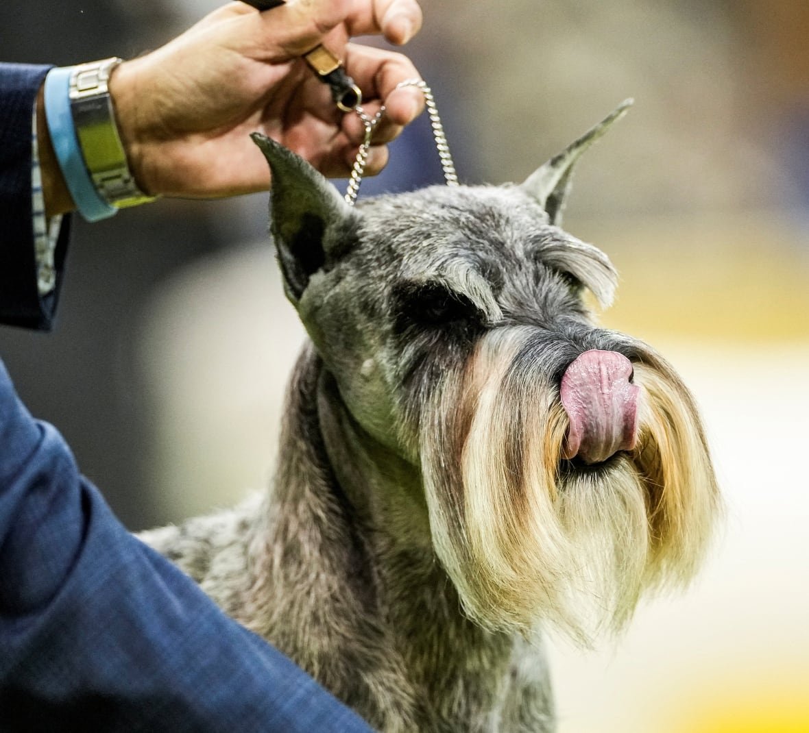 A Schnauzer is seen at the Westminster Kennel Club dog show.
