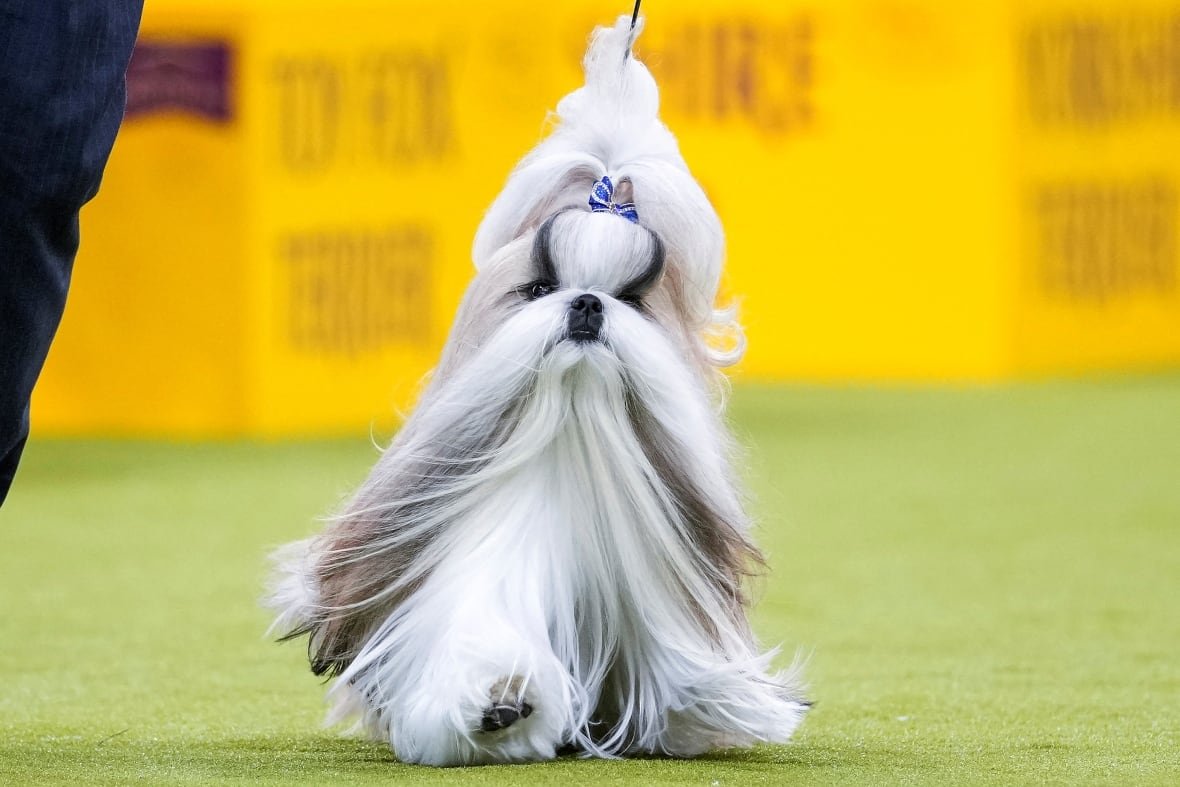 A white shih tzu wears a blue ribbon in its hair as it follows its handler in competition at the Westminster Kennel Club dog show.