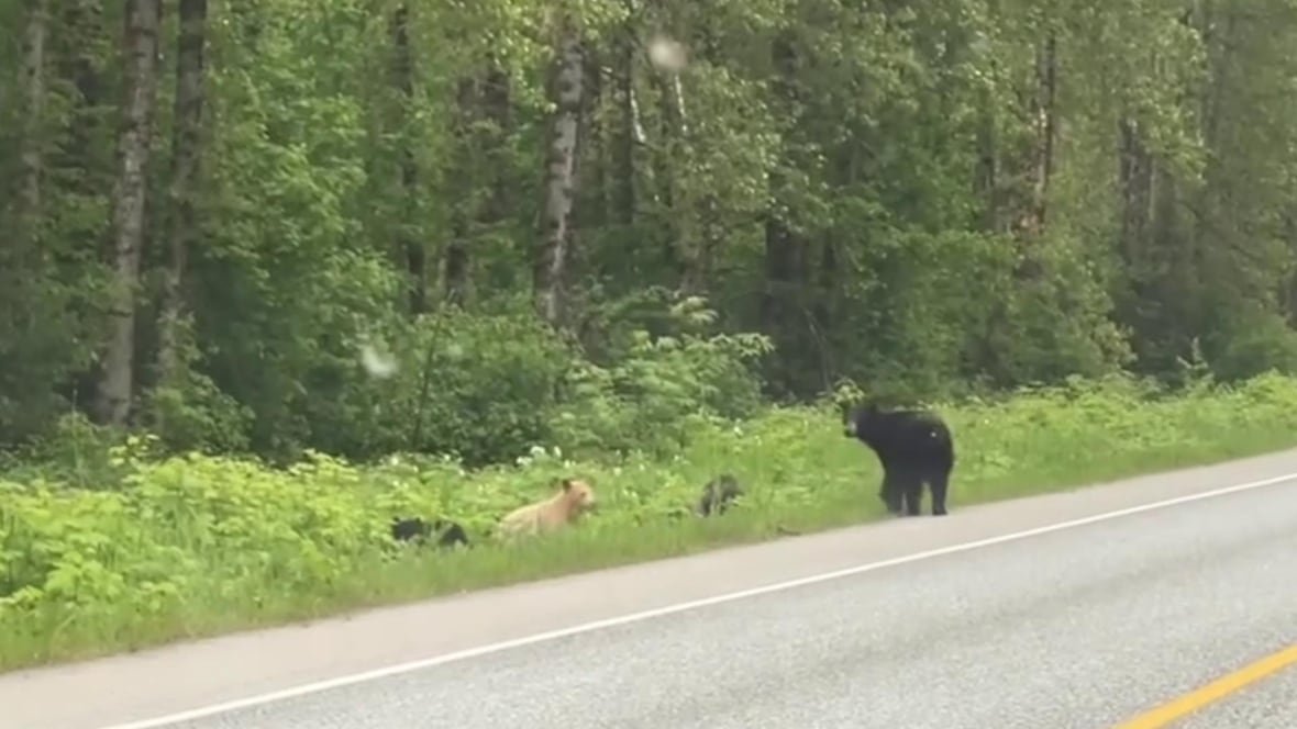 kermode-and-family A kermode bear cub and two black bear cubs, and a mother black bear.