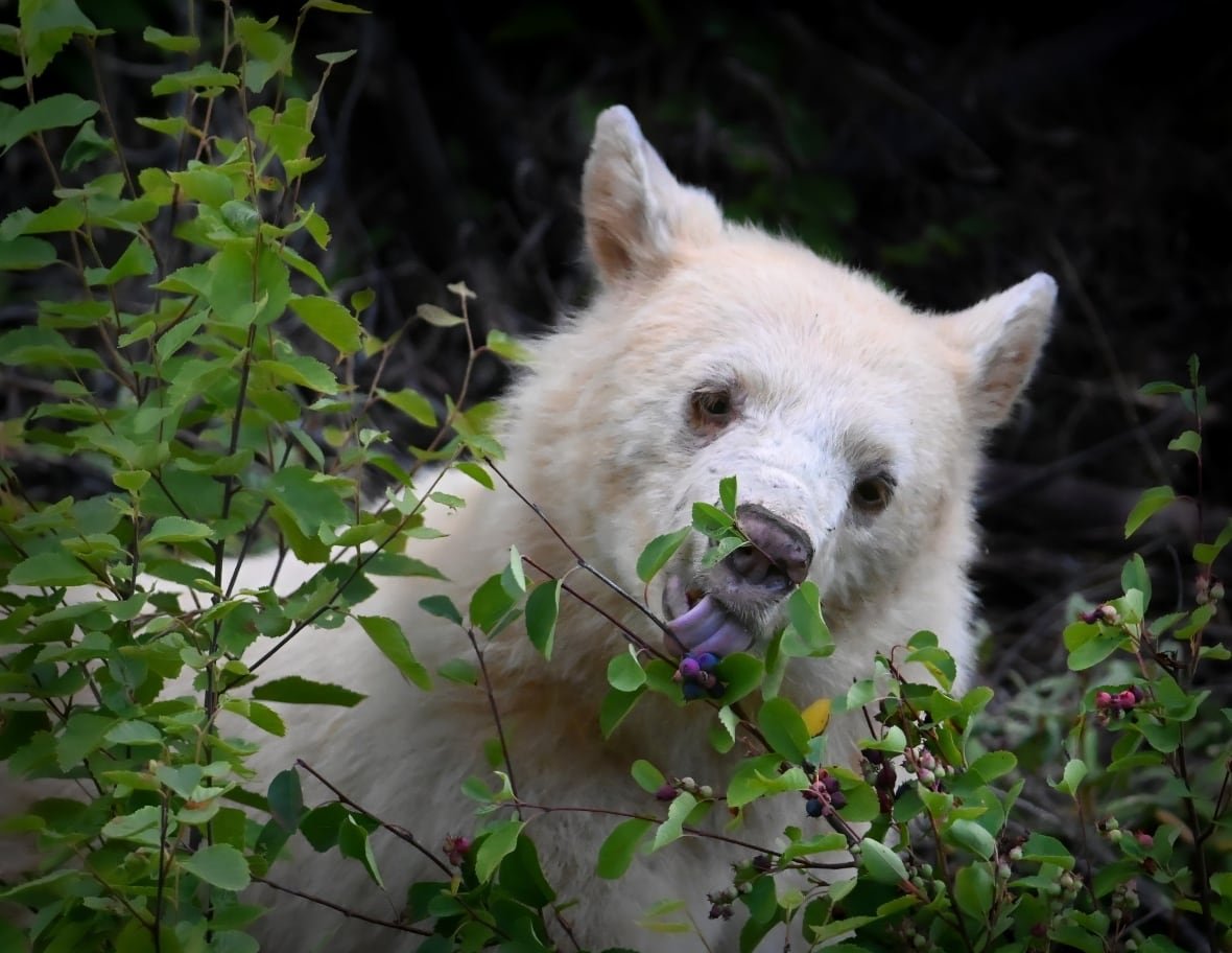 kermode A white bear licks berries.
