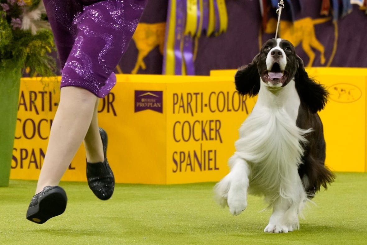 A woman running alongside her English Springer Spaniel.