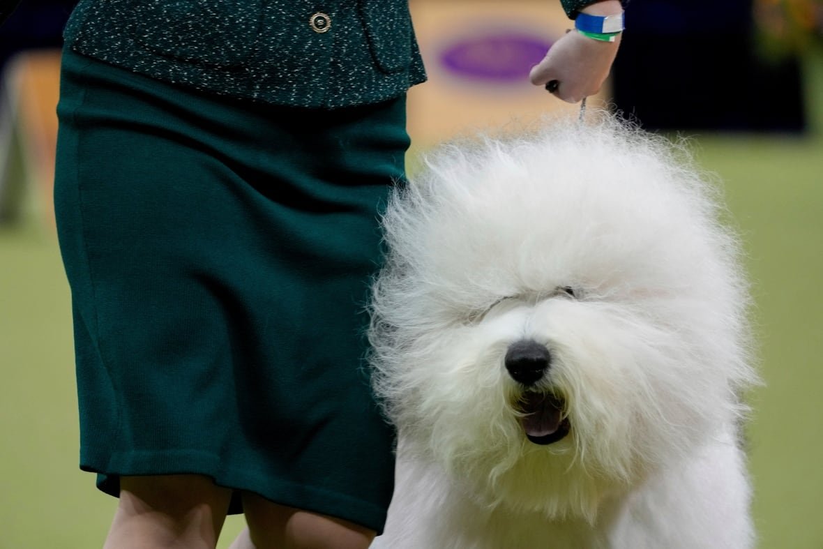 A woman standing alongside her Old English Sheepdog at the Westminster Kennel Club dog show in February 2025.