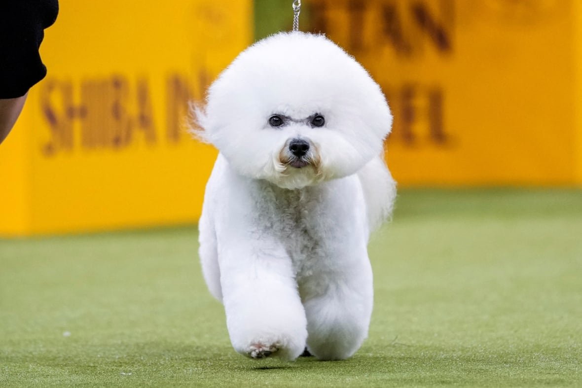 A small white dog runs on a leash in a dog show.