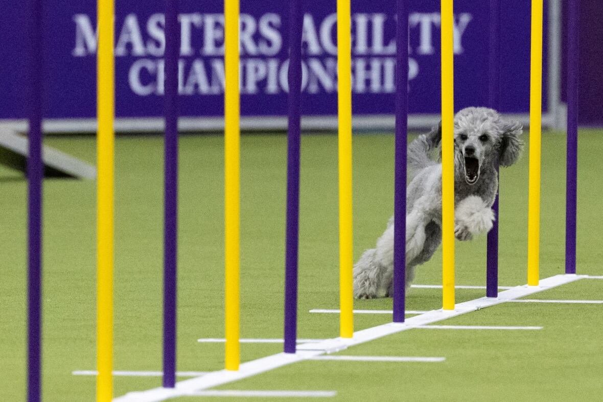 usa-dogshow A poodle competes during the the Masters Agility Championship by running between poles spaced equally apart.
