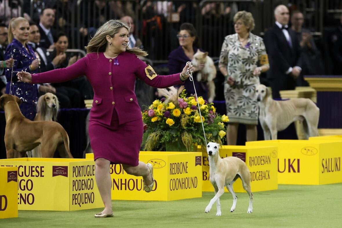 westminster-dog-show-1 Bourbon, a Whippet dog breed, wins the Hound group during judging at the Westminster Kennel Club dog show.