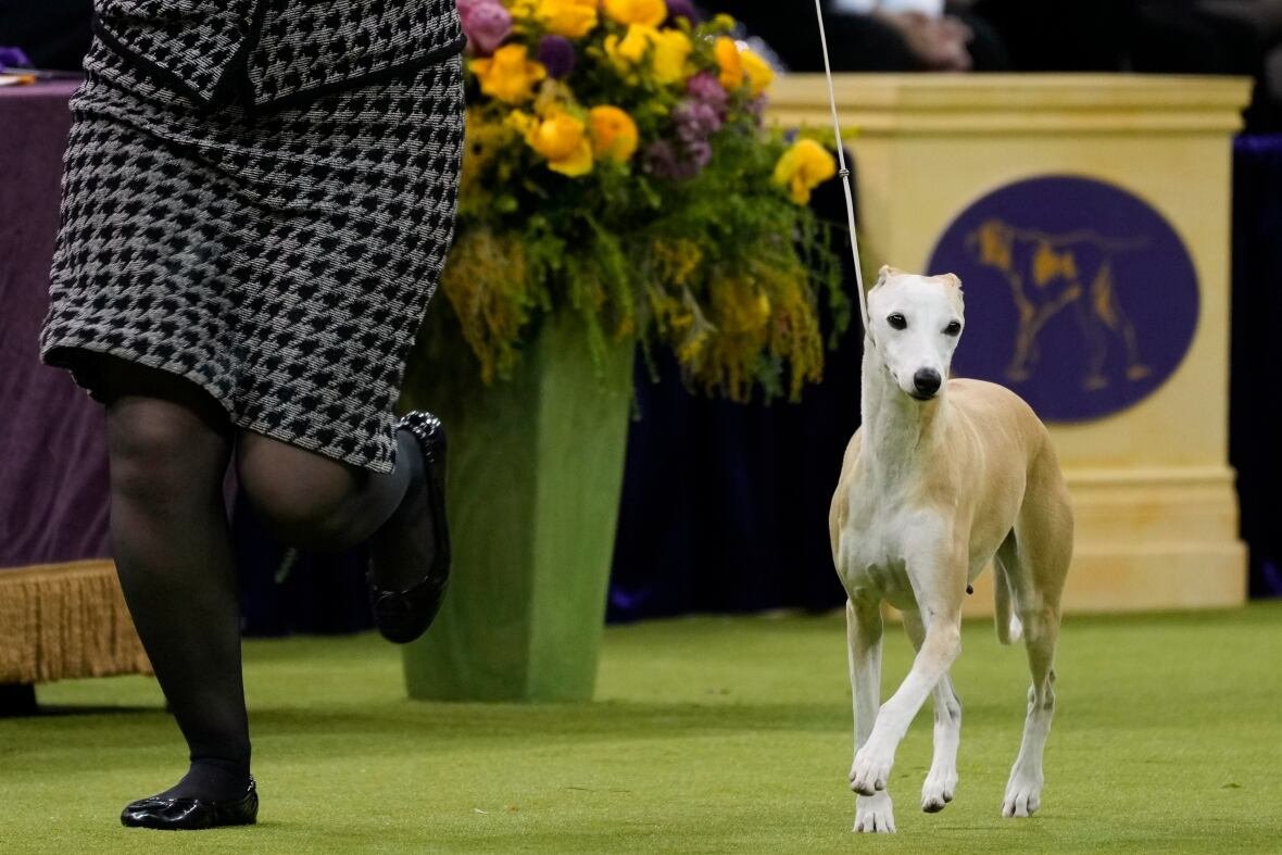 A brown and white whippet dog runs on a leash with a handler at an indoor dog show.