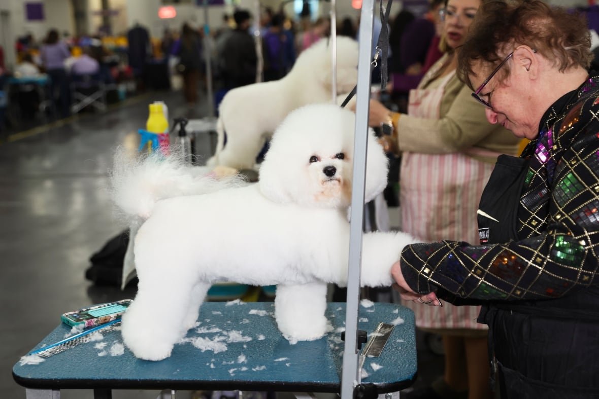 westminster-dog-show-4 Women grooming Bichon Frise dogs during the Westminster Kennel Club dog show.