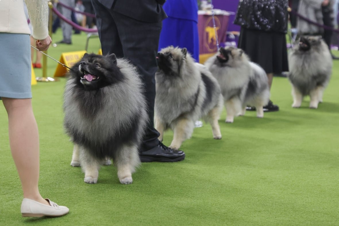 westminster-dog-show-5 Keeshond dogs look up at their handlers during judging at the Westminster Kennel Club dog show.
