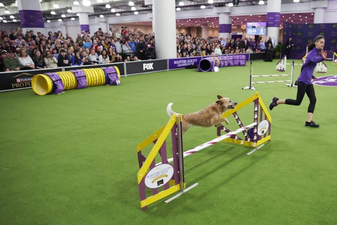 westminster-dog-show-6 Kimber, an Australian Cattle Dog, competes in the Masters Agility Championship Finals, with people watching in bleachers.