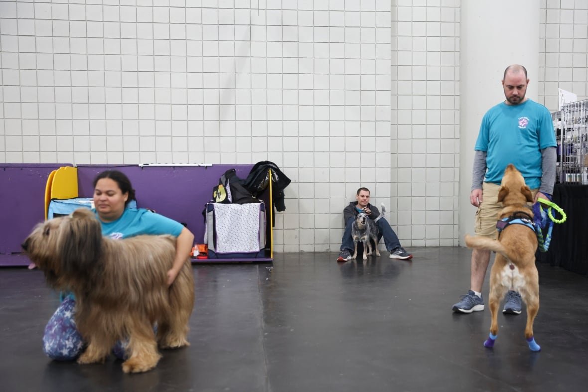 westminster-dog-show-8 Three handlers and their dogs wait for the start of the flyball tournament during the Westminster Kennel Club dog show.