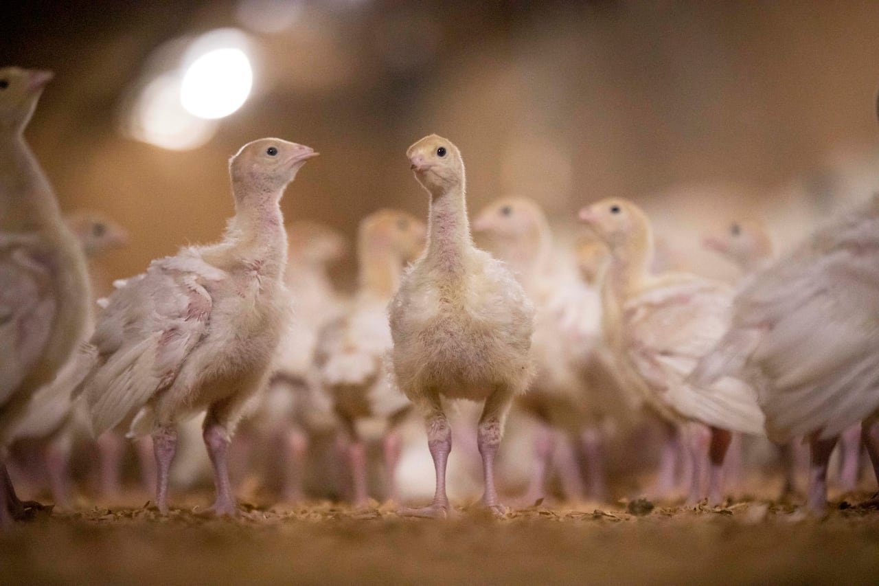 A number of small light coloured turkeys are shown in a pen with feed.