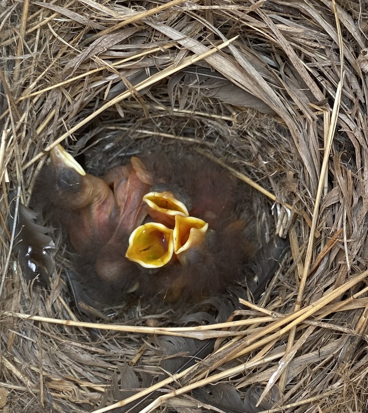 Several baby birds with open beaks in a nest.