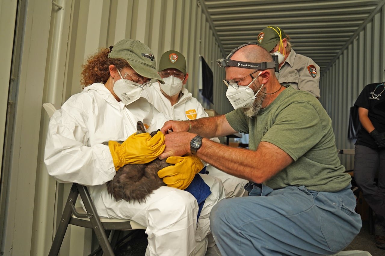 A man in a mask attends to a bird a woman is holding in her lap.