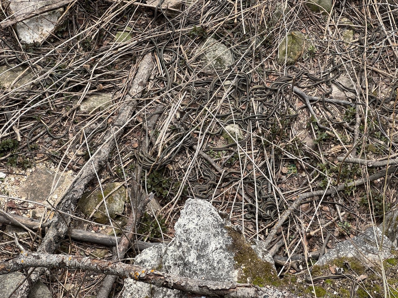 default-487 Garter snakes in thickets