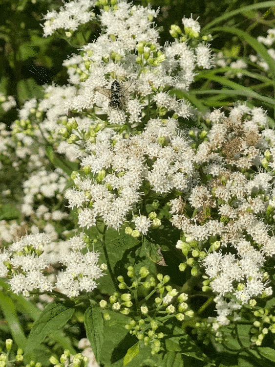 default-2 Bee in white flowers