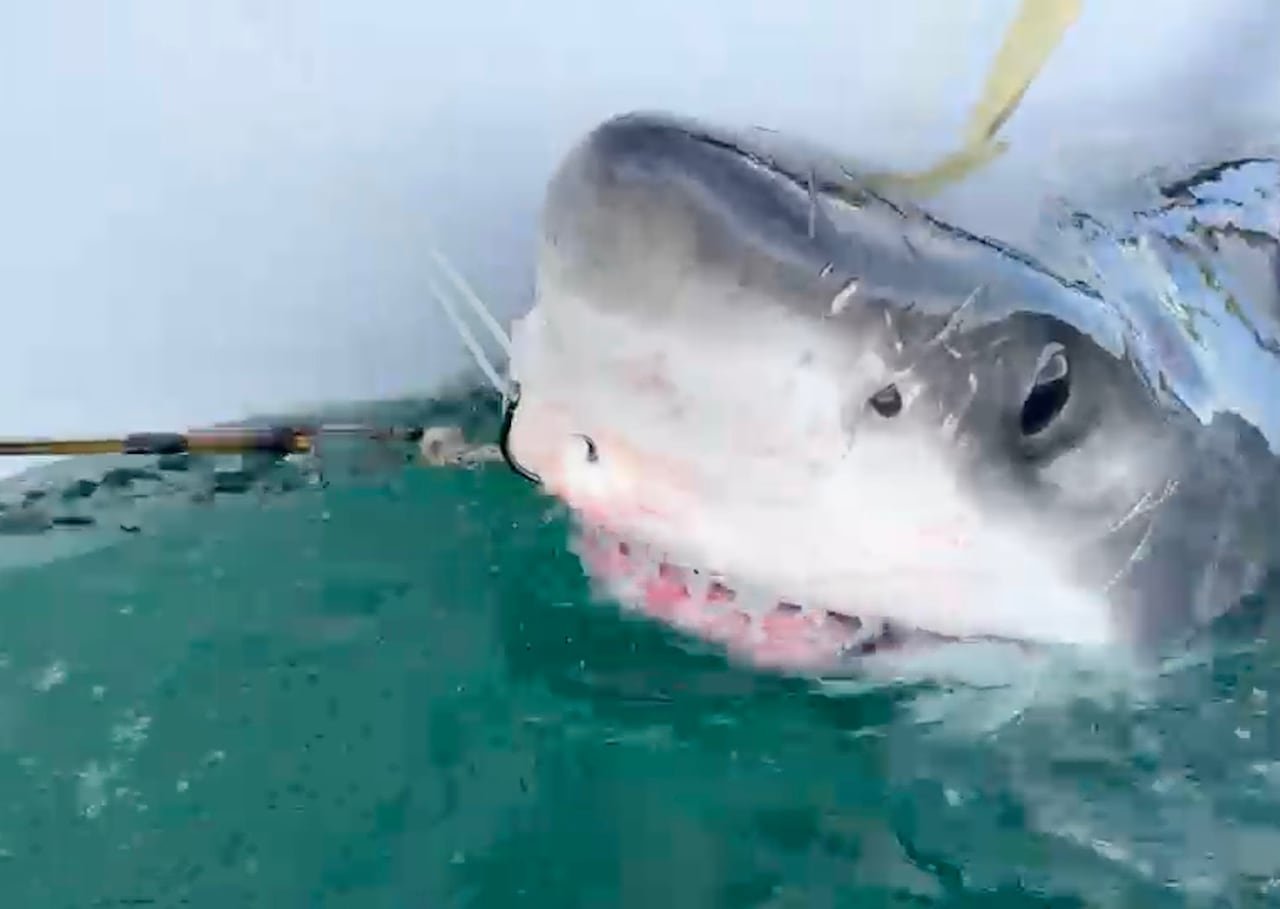 default-2242 A close-up of a shark