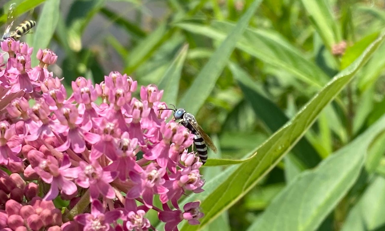 default-3415 Striped wasp on a pink flower