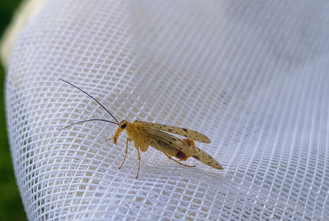default-3416 Fly with long nose on netting