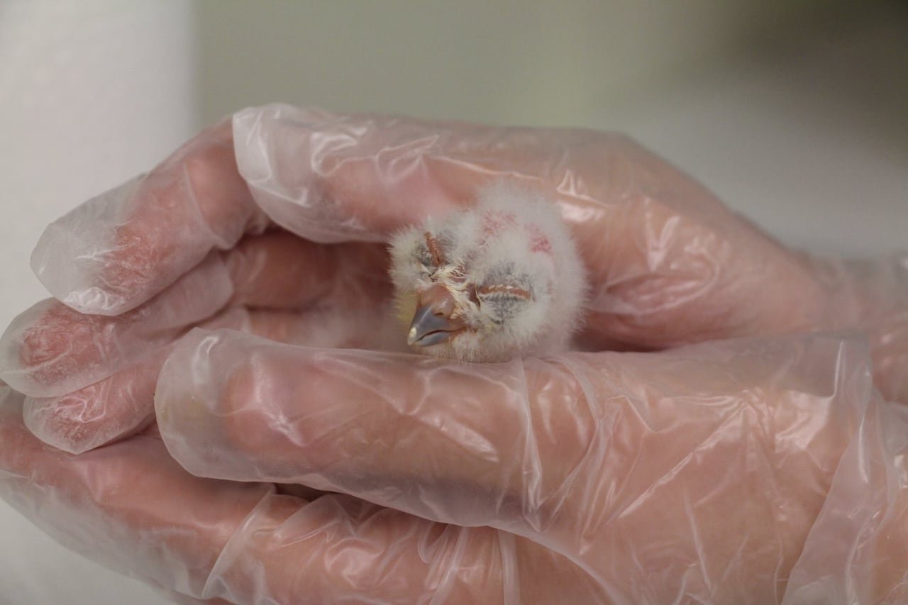 default-325 A tiny white fluffy bird sits in someone's gloved hand.